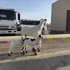 عنز ثنية معها جفرتين