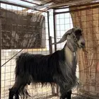 فحل للبيع