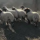 خرفان نعيمي