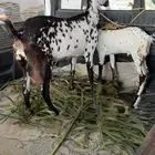للبيع عنز عليها تيس ذبيحه