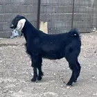 للبيع تيس ذبيحه