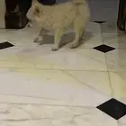 جرو بومرنيان