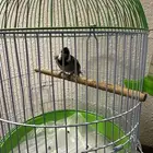 بلبول حساوي