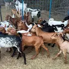 تيوس وجفار سمان شحم عدد 19