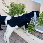 جفار طيبات للبيع