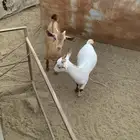 2 تيوس العمر من شهرين إلا ثلاثة شهور