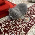 4 قطط صغيره