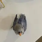 عصفور روز اليف. غر