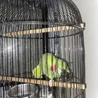 ببغاء دره