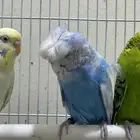 عصافير للبيع