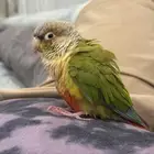 كنيور أناناس لعوب واليف ىسعر مغررري (تم البيع)