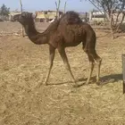 خمس بكار حمر سحم