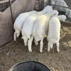 طليان