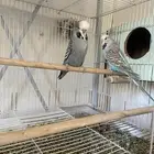 ثلاث ازواج باجي انجليزي وزوجين استرالي