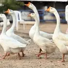 وز بلغاري كوبرا