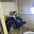 صوص باكستاني او شاومي