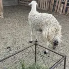 حايل حميس سديس