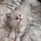 قطة أنثى هيمالايا للبيع