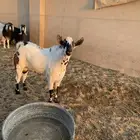 للبيع تيس بيشي