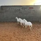 تم البيع رخال حريات