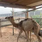 بكره حمراء