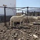 محايل عسير مشروع فحل حري