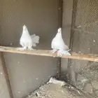 جوز حمام رقاص