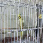 زوج كروان حجم جامبو