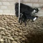 تيوس دواغير العدد 5