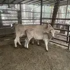 بقره