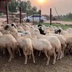 رخيل رفيدي صنف فاخر