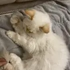 قط للبيع العمر 4 شهور