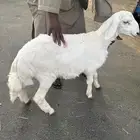 خروف حري