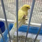 كناري ذكر لتبني