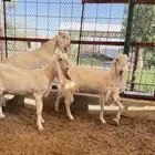 للبيع معزا مطورات صنف