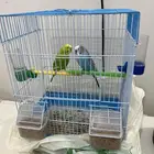 طيور البادجي