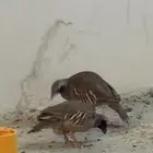 حجل سفع أعاقيب