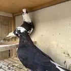 حمام قطايف 5 ازواج منتجه   اربعه فردات