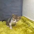 قط بلدي العمر شهر عاجل