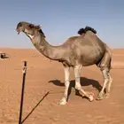 فحل كناني