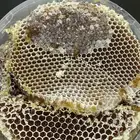 عسل طلح انتاج السنه الحاليه