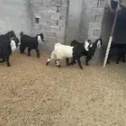 تيوس العد 7 مخاصي طيبه ونظيفه الحد 1270 جمله وتفريد 1300