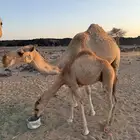 ناقة خلفه اول ولده لها معها قعود عمره 6 شهور