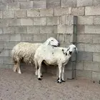 شياه حريه