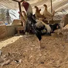 ديك فارسي
