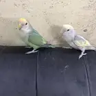 عصفور روز انثى