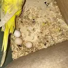 زوج هوقو لاسوينج و لاتينو معاه 3 بيضات