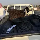 تيس