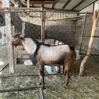 تيس فحل رباع