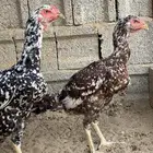 اناثي سندي للبيع